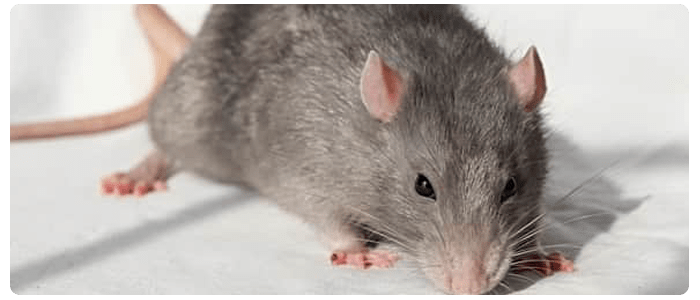 Prevent Spreading Rat And Mice Populations From Invading Your Home